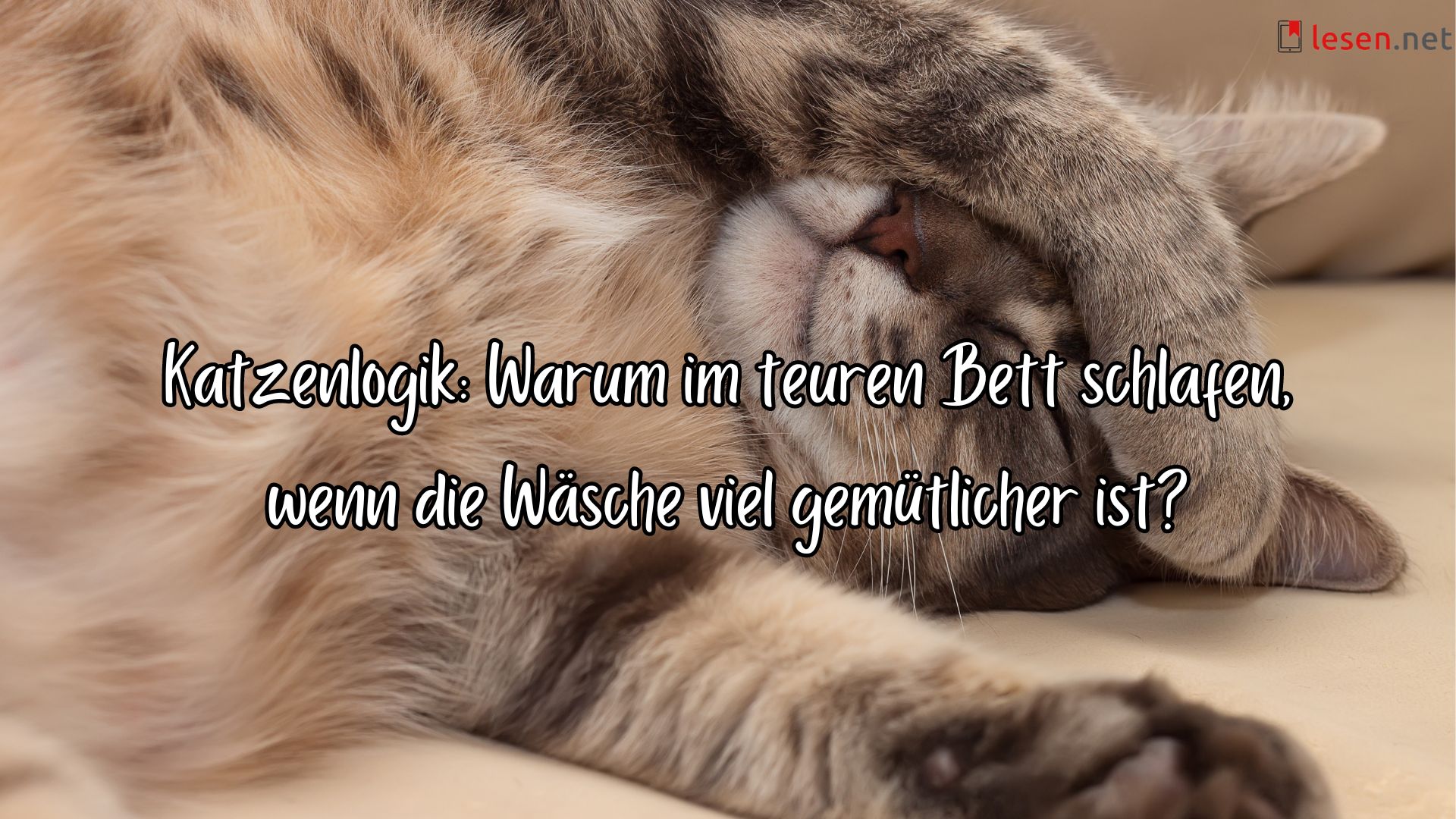 Katzenlogik: Warum im teuren Bett schlafen, wenn die Wäsche viel gemütlicher ist?