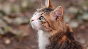 Schöne Sprüche über Katzen